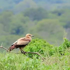 Observação de animais em Parque das Aves: guia completo para planejar sua viagem