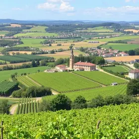 Best tours for a Rota do Vinho em São Roque trip: places, tours and useful tips