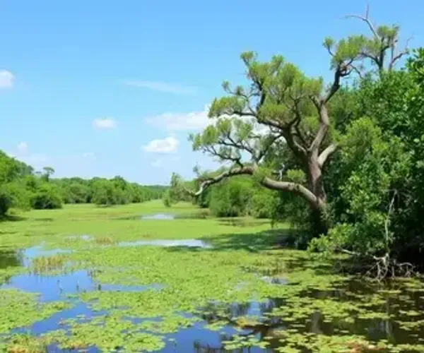 Mapa turístico do Pantanal Wetlands online: localização, acesso e atrações próximas