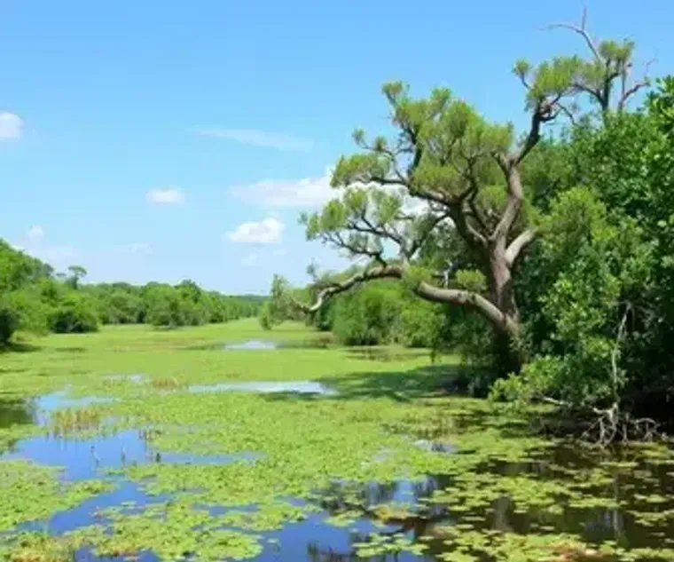 Mapa turístico do Pantanal Wetlands online: localização, acesso e atrações próximas