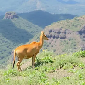 Observação de animais em Trilha da Pedra Redonda: o que saber antes de viajar