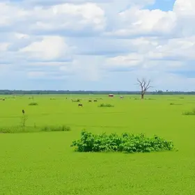 Roteiro do Pantanal com praias e cultura: o que saber antes de viajar