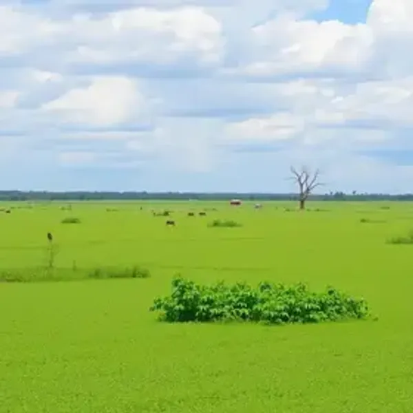 Roteiro do Pantanal com praias e cultura: o que saber antes de viajar