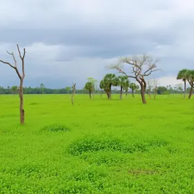 Rainy season in Pantanal: quick answers for travelers