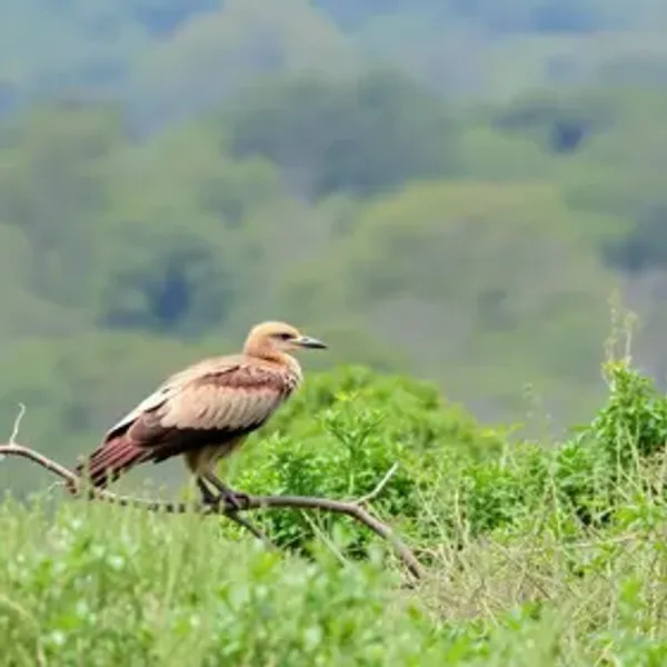 Observação de animais em Parque das Aves: guia completo para planejar sua viagem