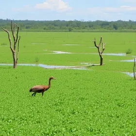 How to visit Pantanal brasileiro in Brazil: how to plan your Brazil trip