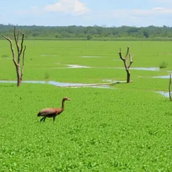 How to visit Pantanal brasileiro in Brazil: how to plan your Brazil trip