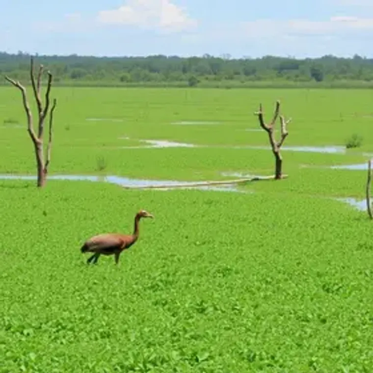 How to visit Pantanal brasileiro in Brazil: how to plan your Brazil trip