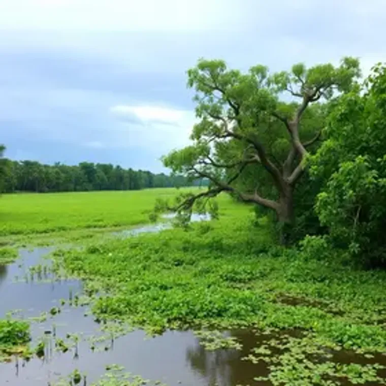 Época de chuva no Pantanal: dúvidas comuns e dicas essenciais